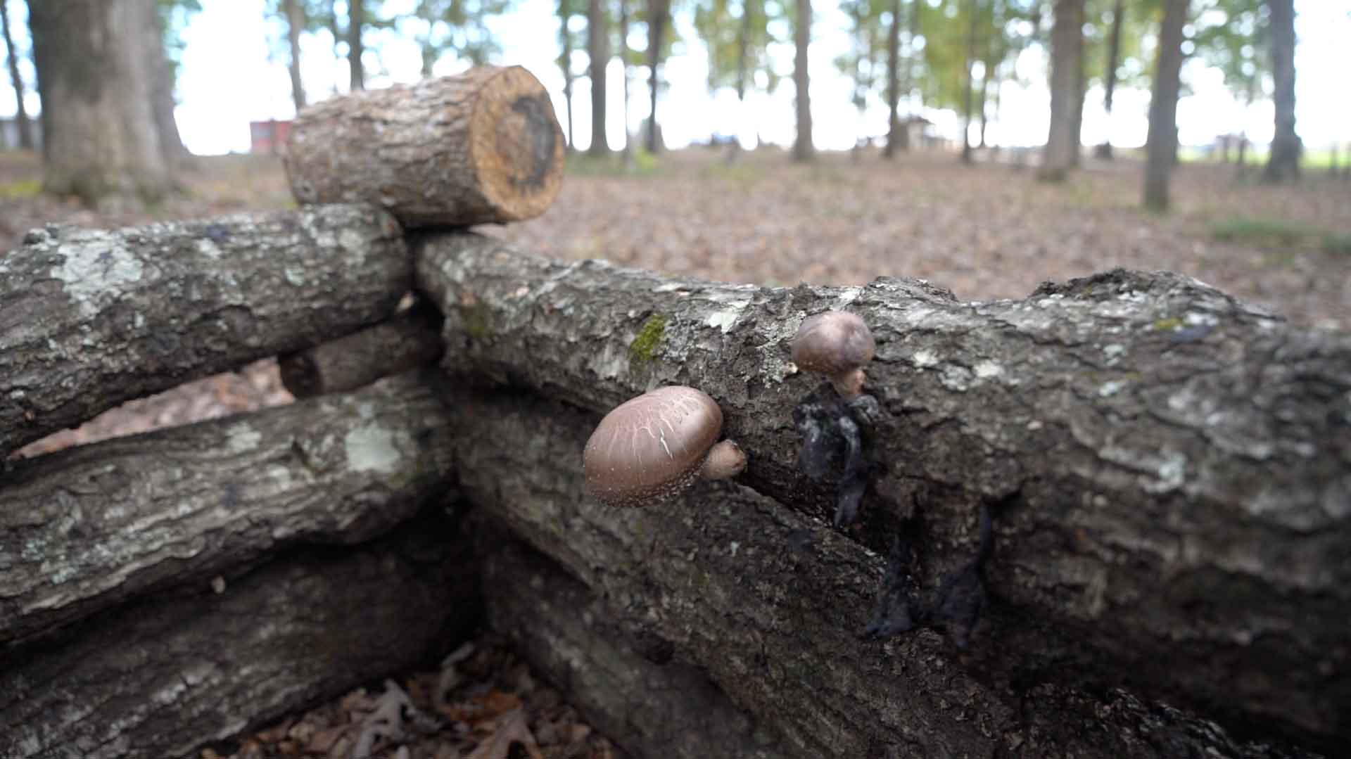 Piney-Woods-Farm-Mushroom-Trail