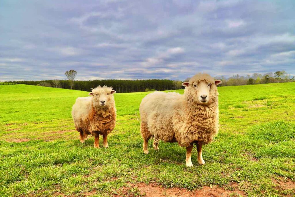 Joanne's Paddocks & Heritage Barn Piney Woods Farm LaGrange