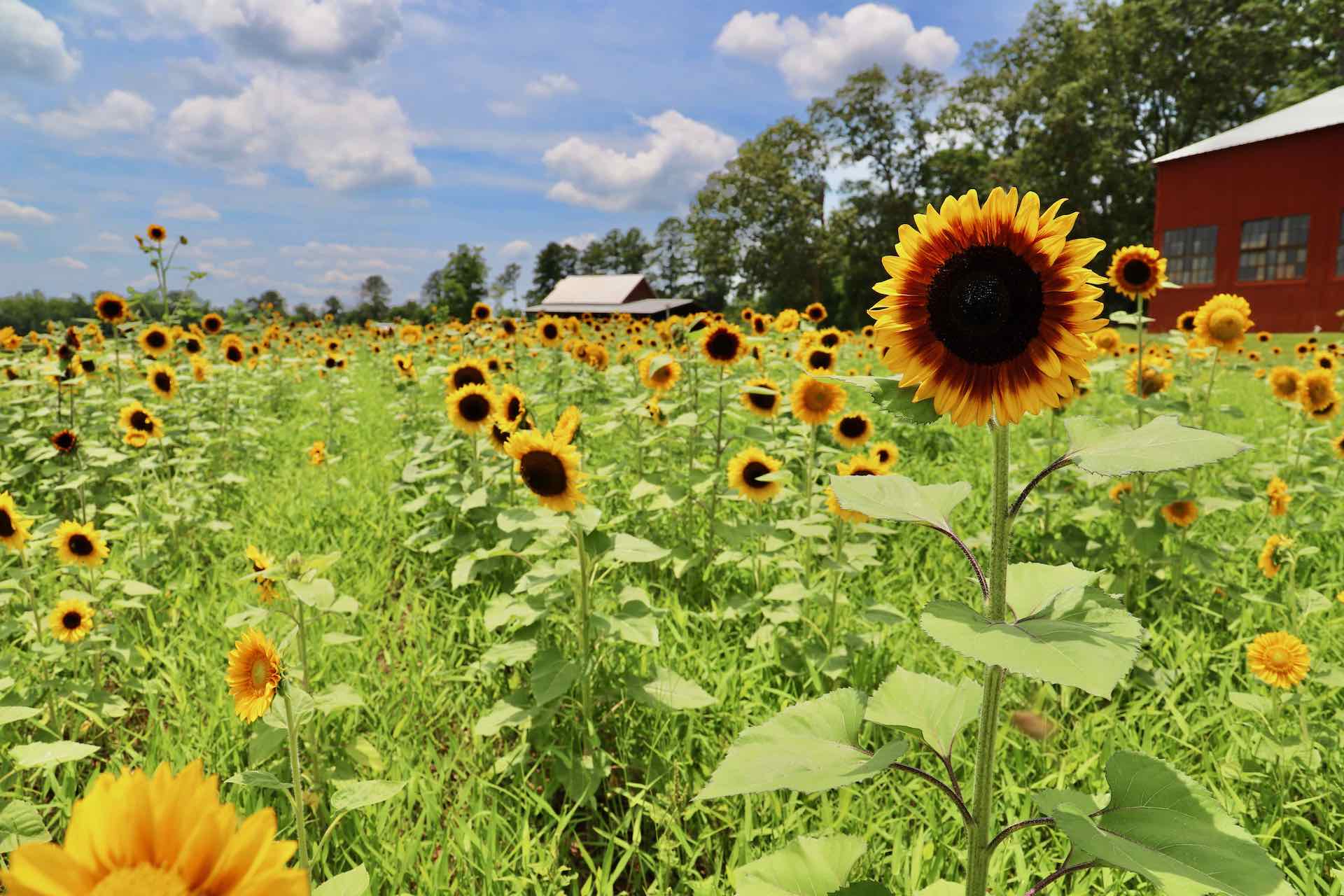 Piney-Woods-Farm-Sunflower-Field