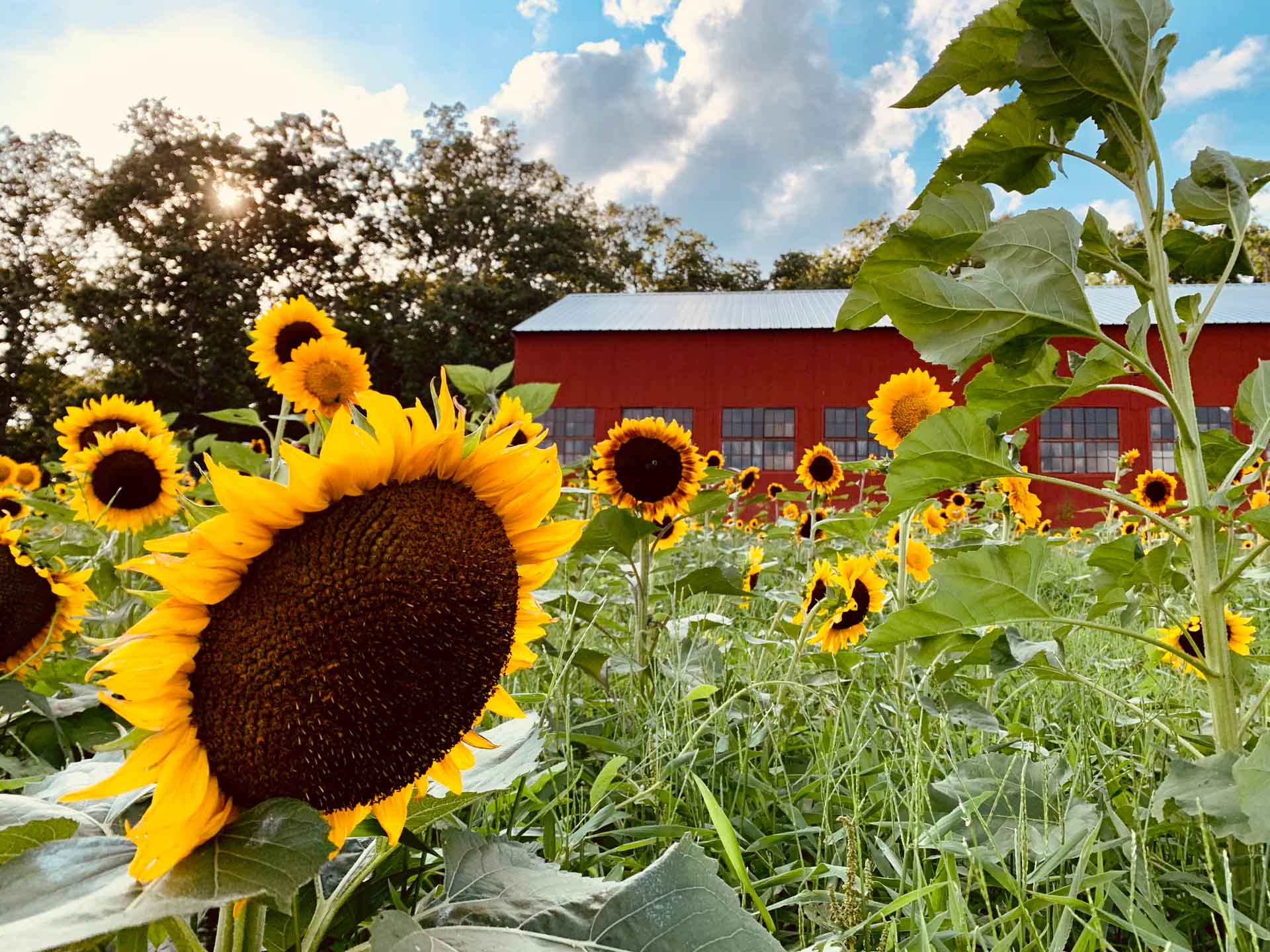Piney-Woods-Sunflowers-Big-Red-Barn