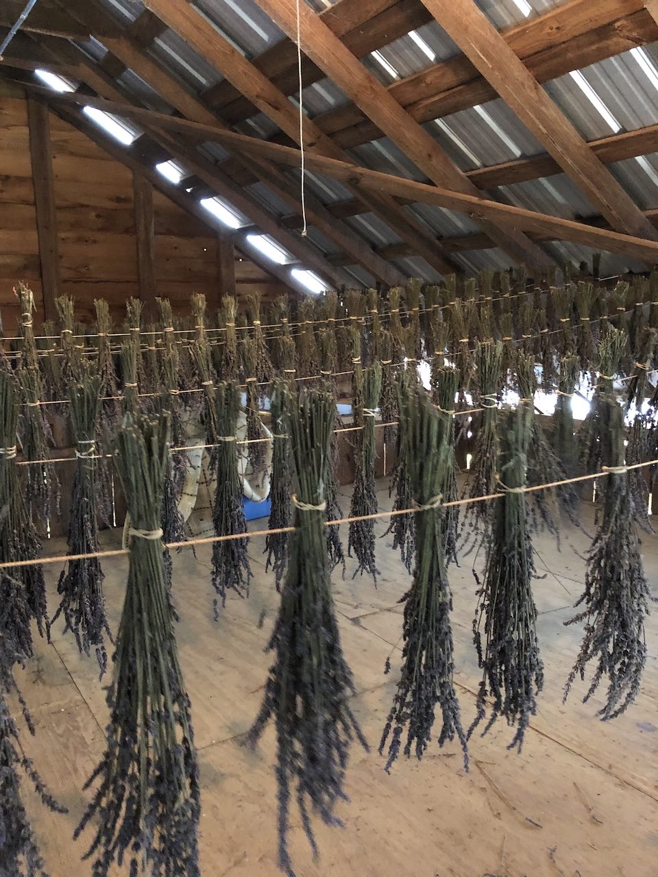 Piney-Woods-farm-lavender-drying