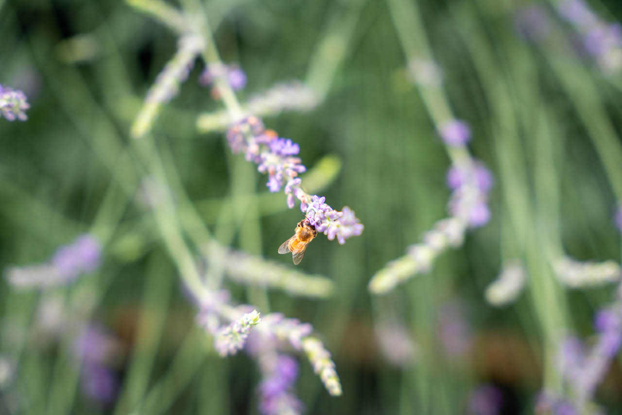 Piney-woods-farm-honeybee-lavender
