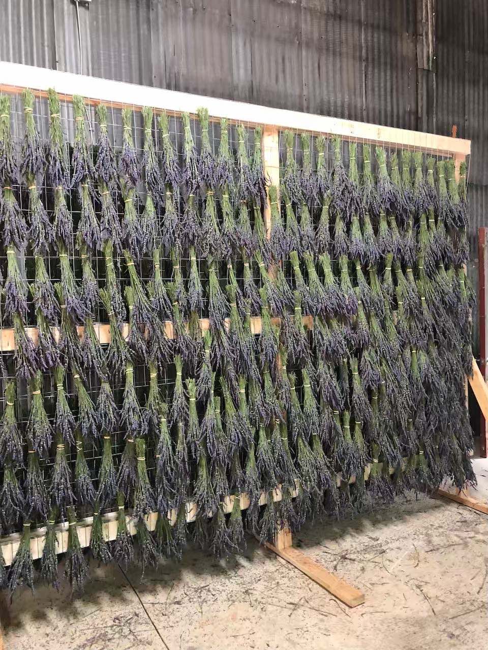 Piney-woods-farm-lavender-drying-rack