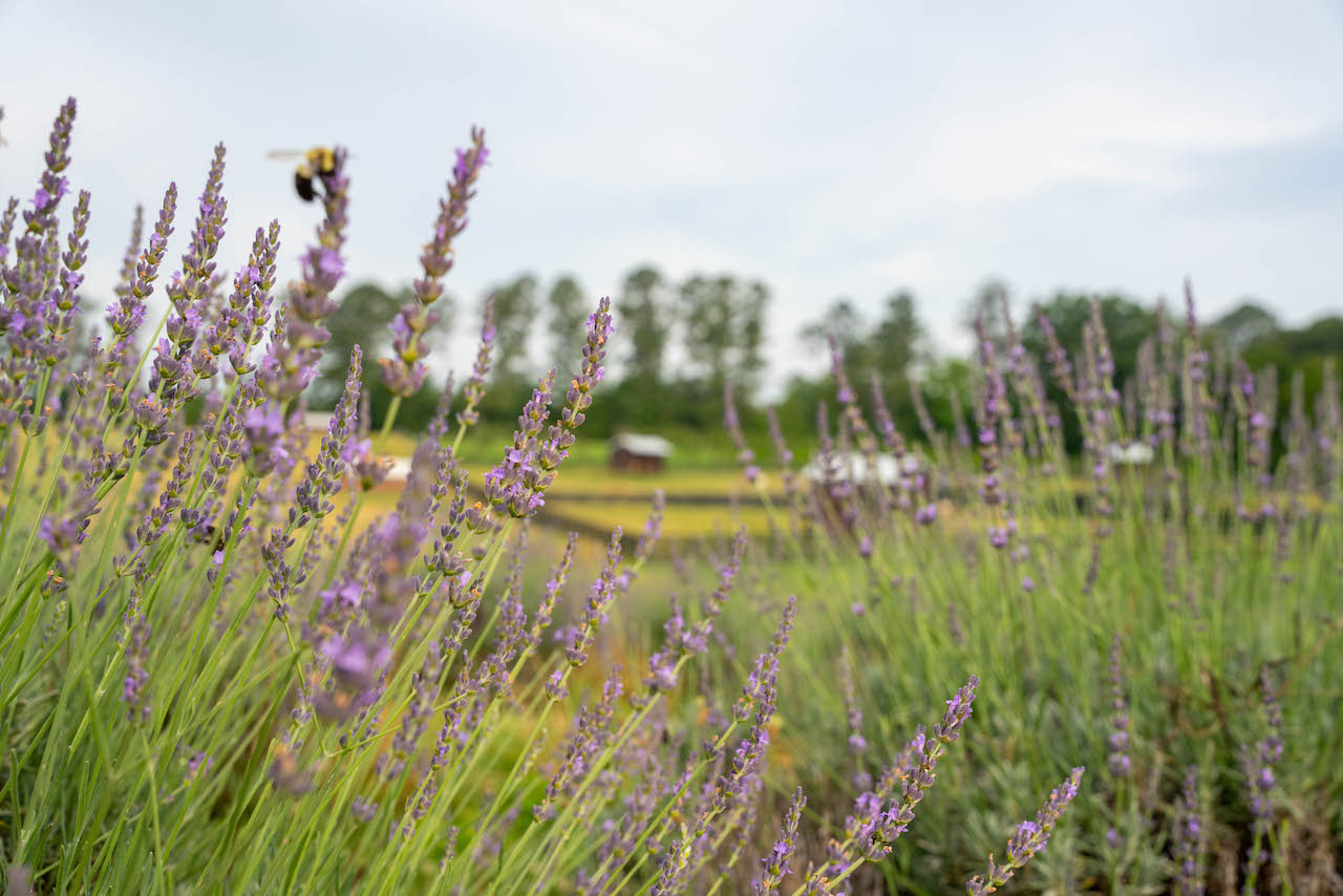 Piney-woods-farm-lavender-field-bee