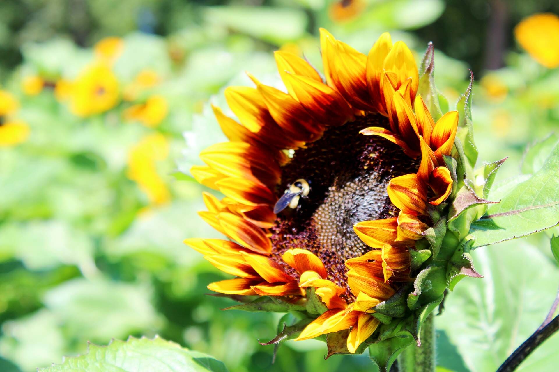 Values & Mission Piney Woods Farm LaGrange